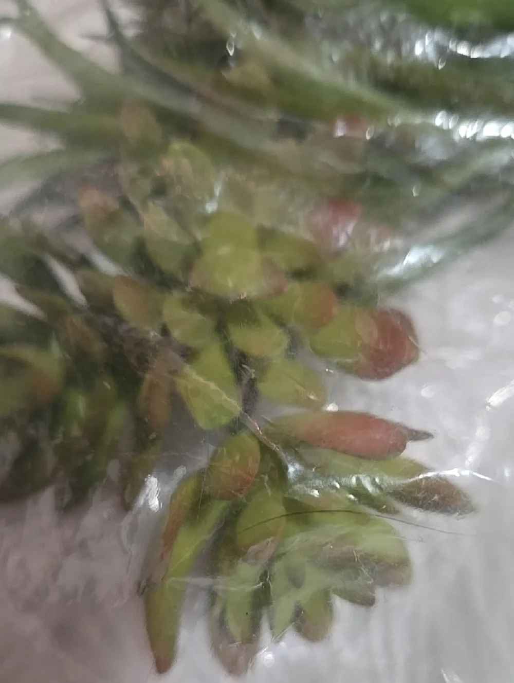 Faux Floral Mini Wreth And Pack Stem Plant Pick Green White Reds Pink Colorful